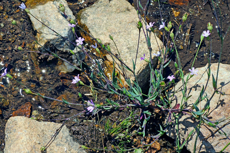 Silene laeta / Silene lieta